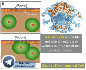 نقش شگفت انگیز سلول های چربی در مگس سرکه Fat Body Cells are motile and actively migrate to wounds to drive repair and prevent infection