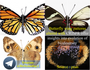 تغییر الگوی بال پروانه با تکنیک کریسپر Butterfly wing patterns altered with CRISPR offer insights into evolution of biodiversity