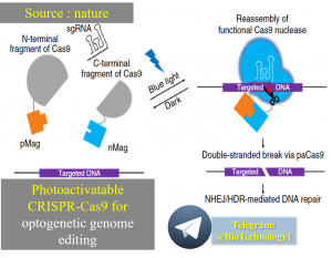 تنظیم بیان سیستم کریسپر / کس با استفاده از نور | اپتوژنتیک Photoactivatable CRISPR-Cas9 for optogenetic genome editing