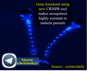 مقاومت به مالاریا | دانشمندان به کمک تکنیک کریسپر مقاومت پشه آنوفل را به مالاریا افزایش دادند Gene knockout using new CRISPR tool makes mosquitoes highly resistant to malaria parasite