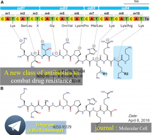 کشف گروه جدیدی از آنتی بیوتیک برای مبارزه به مقاومت دارویی A new class of antibiotics to combat drug resistance Newly discovered antibiotic binds to ribosome, disrupts protein synthesis