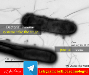 دانشمندان بدنبال پیدا کردن سیستم های ایمنی جدید در باکتری ها | بیوتکنولوژی | سعید کارگر | زیست فناوری | زیست فناوری دانش آموزی