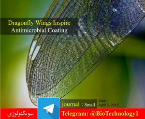 میکروب‌کشی با الهام از بال سنجاقک | نانوبیوتکنولوژی | Dragonfly Wings Inspire Antimicrobial Coating سنجاقک ، نانوپوشش ، آنتی‌باکتریال ، بال سنجاقک ، مقاومت ضدمیکروبی ، آنتی‌بیوتیک ، تریکلوسان ، ضدمیکروب ، نانوستون‌ ، اکسید روی ، Nanopillar