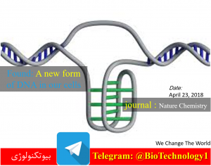 برای اولین بار در جهان، محققین توانستند شکل جدیدی از DNA درون سلول های زنده پیدا بکنند که به آن i-motif گفته می شود. این موتیف تا قبل از این هرگز به طور مستقیم در سلول های زنده مشاهده نشده بود. زیست فناوری | بیوتکنولوژی | مهدی زراعتی ، ساختار جدید DNA ، مارپیچ دوتایی ، i-motif ، آی موتیف‌ ، پادتن ،انفورماتیک ژنوم ، genome informatics ، چهار رشته‌ای| زیست فن آوری | Found: A new form of DNA in our cells I-motif DNA structures are formed in