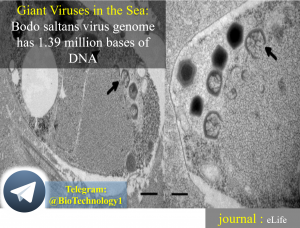 بزرگترین ژنوم ویروسی (ویروس bodo saltans) Giant Viruses in the Sea: Bodo saltans virus genome has 1.39 million bases of DNA ویروس bodo saltans که ژنوم آن ۱.۳۹ میلیون جفت باز می باشد، یکی از بزرگترین ویروس هایی می باشد که تا حالا جداسازی شده است.