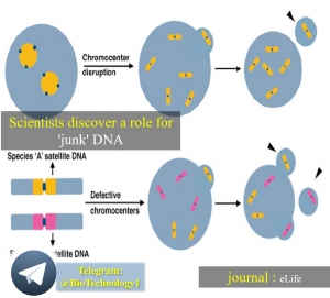 دانشگاه علوم زیستی میشیگان ، Junk DNA ، ژورنال eLife ، توالی تکراری DNA ، selfish DNA ، پروتئین D1 ، fruit flies ،مگس سرکه ، سلول زایشی | سعید کارگر | بیوتکنولوژی | زیست فناوری | زیست فن آوری