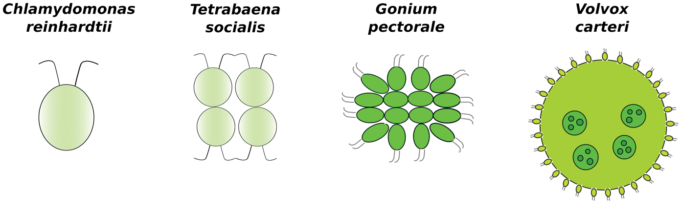 مسیر تکامل جلبک های سبز تک سلولی و پر سلولی | سعید کارگر | بیوتکنولوژی | زیست فناوری | زیست فن آوری