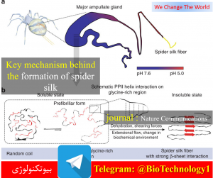 مکانیسم کلیدی شکل گیری ابریشم عنکبوت | ابریشم عنکبوت | ابریشم عنکبوت کلید ترمیم استخوان | الهام گیری از تار عنکبوت برای ساخت الیاف خود جمع شونده | فسیل عنکبوت | مشاوره تولید,کرم میلورم،ابریشم عنکبوت,تار | سعید کارگر | زیست فناوری | بیوتکنولوژی | مهندسی ژنتیک | تولید تار عنکبوت از باکتری | تولید ابریشم منحصر به فرد از باکتری مهندسی ژنتیکی شده | ساخت ابریشم مصنوعی عنکبوت توسط دانشمندان | تولید ابریشم از زنبورهای عسل با همکاری باکتری‌ها