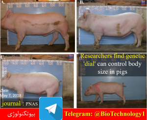 ارتباط بین بیان ژن HMGA2 و اندازه بدن در خوک محققین توانستند ارتباط بین بیان ژن HMGA2 و اندازه بدن در خوک را نشان بدهند. این ژن تعداد کل سلول هایی که یک حیوان دارد را کنترل میکند. این ژن فقط در دوران توسعه جنینی فعال می باشد و تعداد سلول هایی که یک حیوان | زیست فناوری | بیوتکنولوژی | سعید کارگر| بیوتکنولوژی حیوانات