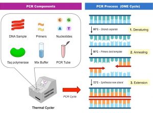 اجزای لازم برای PCR استاندارد اجزای مخلوط واکنش تکنیک PCR | بیوتکنولوژی | زیست فناوری | زیست شناسی | انجمن بیوتکنولوژی | ستاد زیست فناوری | بیوتکنولوژی گیاهی | بیوتکنولوژی پزشکی | بیوتکنولوژی دارویی | بیوتکنولوژی میکروبی | زیست فن | آریوژن | سیناژن | آروکو | دکتر مهبودی | دکتر هاله حامدی فر | سعید کارگر | استخدامی بیوتکنولوژی | وضعیت شغلی بیوتکنولوژی | آینده بیوتکنولوژی |