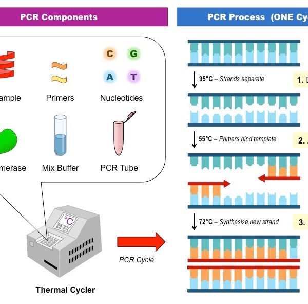 تکنیک PCR | تکنیک PCR چیست | آموزش تکنیک PCR | انواع تکنیک PCR
