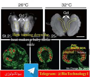 اثر دما در تعیین جنسیت در لاک پشت | ترمومتر بیولوژیکی | سعید کارگر | بیوتکنولوژی | زیست فناوری | زیست فن آوری| How turning down the heat makes a baby turtle male | Scientists start to crack 50-year puzzle of how temperature influences a hatchling's sex