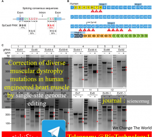 استفاده از تکنیک کریسپر برای درمان دیستروفی عضلانی دوشن | روش ها و پروتکل های کریسپر | کریسپر pdf | مکانیسم کریسپر | مقاله کریسپر