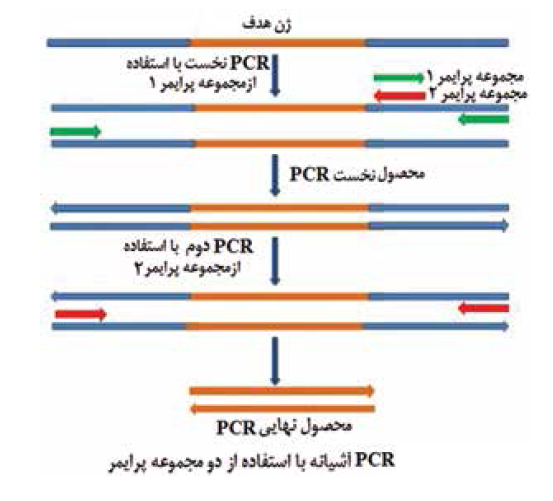معرفی بیش از 10 نوع PCR همراه با کاربرد و ویژگی های آن | بیوتکر