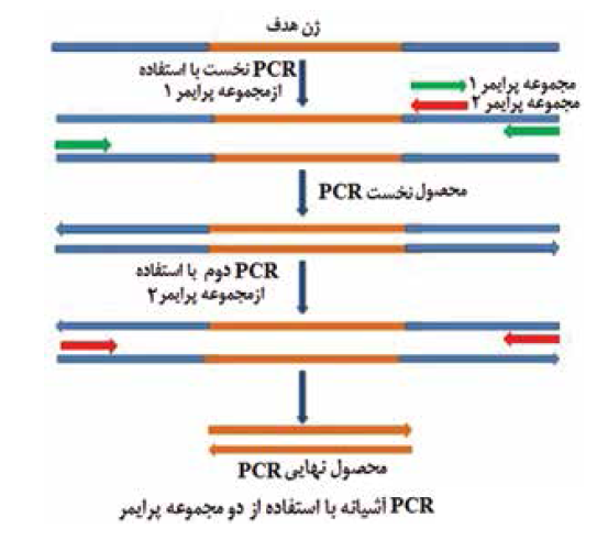 PCR آشیانه | PCR چندگانه | PCR معکوس | PCR ویژه آلل | انواع PCR | Allele specific PCR | Asymmetric PCR | Colony PCR | Degenerate PCR | Hotstart PCR | Inverse PCR | Miniprimer PCR | Multiplex PCR | Nested PCR | PCR نامتقارن |