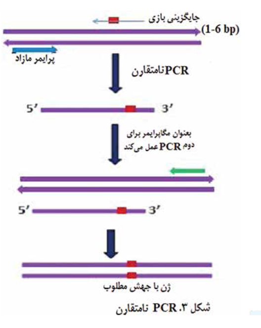 PCR ویژه آلل | انواع PCR | Allele specific PCR | Asymmetric PCR | Colony PCR | Degenerate PCR | Hotstart PCR | Inverse PCR | Miniprimer PCR | Multiplex PCR | Nested PCR | PCR نامتقارن |
