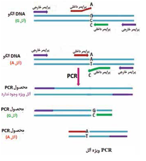 PCR ویژه آلل | انواع PCR | Allele specific PCR | Asymmetric PCR | Colony PCR | Degenerate PCR | Hotstart PCR | Inverse PCR | Miniprimer PCR | Multiplex PCR | Nested PCR