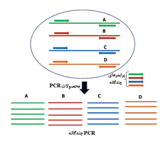 PCR چندگانه | PCR معکوس | PCR ویژه آلل | انواع PCR | Allele specific PCR | Asymmetric PCR | Colony PCR | Degenerate PCR | Hotstart PCR | Inverse PCR | Miniprimer PCR | Multiplex PCR | Nested PCR | PCR نامتقارن |