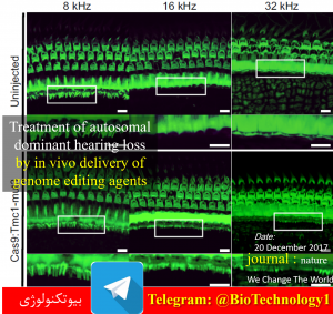 استفاده از تکنیک کریسپر برای درمان ناشنوایی ارثی | مقاله کریسپر | کریسپر در ایران | کریسپر pdf | مکانیسم کریسپر | تاریخچه کریسپر | کریسپر به زبان ساده | سیستم کریسپر | کریسپر چیست؟