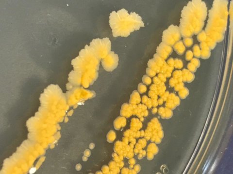 باکتری هایی که پس از فریز شدند رشد کردند