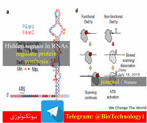 تنظیم پروتئین به وسیله سیگنالی از RNA | بیوتکنولوژی | سعید کارگر | زیست فناوری