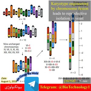 فناوری کریسپر | CRISPR-Cas9 | مخمر S. cerevisiae | تولید مثل جنسی | سندروم داون | کریسپر | کریسپر چیست | ویرایش ژنوم | ایجاد مخمرهای 2 کروموزومی بجای 16 کروموزومی با فناوری کریسپر