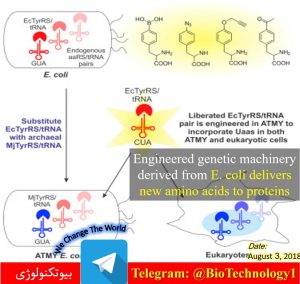 استفاده از E.Coli مهندسی شده در ساخت پروتئین‌های نوین