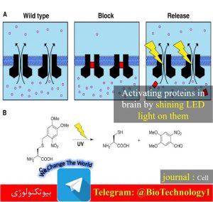 کنترل فعالیت پروتئین‌های مغز با استفاده از تابش نور | علوم زیستی | optogenetic | اپتوژنتیک | تکنیک اپتوژنتیک