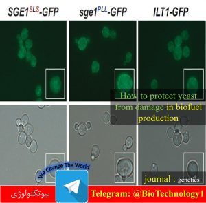 حفاظت از مخمرها در جریان تولید سوخت‌های زیستی | مخمر | سوخت‌های زیستی | تخمیر | S. cerevisiae | آنالیز توالی ژنوم | پروتئین غشایی | ویرایش ژنوم | CRISPR | how to protect yeast from damage in biofuel production