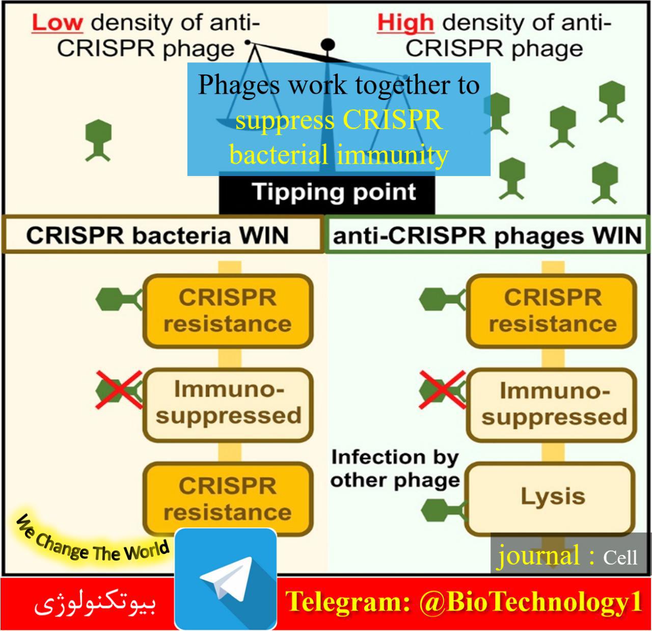همکاری فاژها برای سرکوب CRISPR در سیستم ایمنی باکتری‌ها | کریسپر | CRISPR | سرکوب کریسپر | سیستم ایمنی باکتری‌ | anti-CRISPR | فاژ | phages work together to supress crispr bacterial immunity