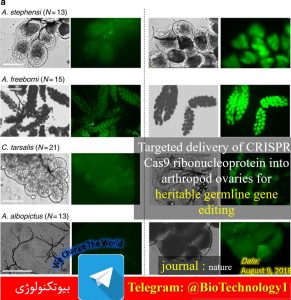 ویرایش ژنی کریسپر | مگس سرکه | ریزتزریقی | CRISPR-Cas9 | ReMOT | پپتید P2C | دست ورزی ژنتیکی در بندپایان | بهبود روش ویرایش ژنی کریسپر- Cas9 در مگس سرکه