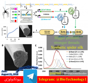 تولید بیوسنتتیک الیاف تار عنکبوت | تولید تار عنکبوت | تار عنکبوت | دانشگاه واشنگتن آمریکا | نخ های بخیه | پروتئین های تار عنکبوت