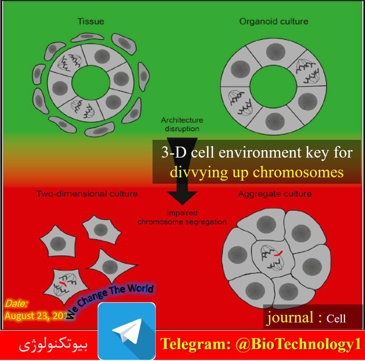 نقش بافت‌ها در هدایت درست کروموزوم‌ها در تقسیم سلولی