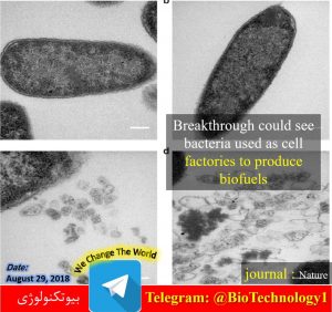 تولید سوخت‌های زیستی | bacterial microcompartments | سوخت زیستی | مهندسی علوم زیستی | به کار گیری باکتری‌ها در جهت تولید سوخت‌های زیستی