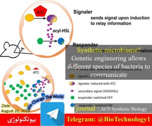 جایگزینی میکروبیوم سنتتیک در روده پستانداران | میکروبیوم مصنوعی | دانشگاه هاروارد آمریکا | انتقال پیام ژنتیکی | میکروبیوم سنتتیک| کوروم سنسینگ | acyl-homoserine lactone | تقویت سیستم گوارشی