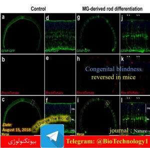 ابداع روشی نوین برای درمان کوری مادرزادی | درمان کوری مادرزادی | گیرنده‌های نوری | Photoreceptors | نورون‌های عصبی | درمان موش‌های کور مادرزاد | بتا کاتنین | سیناپس‌ | پیر چشمی | کوری مادر زادی | ابداع روشی نوین برای درمان کوری مادرزادی | نقش بافت‌ها در هدایت درست کروموزوم‌ها در تقسیم سلولی | تاثیر محیط سلولی بر تقسیم کروموزوم‌ها | رشد سلول‌ | تقسیم سلولی | دانشگاه MIT آمریکا | هدایت درست کروموزوم‌ها | پروتئین‌های اینتگرین | تسهیل کننده اتصال کروموزوم‌ها به دوک‌های تقسیم | تومور | بافت سرطانی | ناپایداری ژنتیکی سلول‌های سرطانی | تهاجم سلول‌های سرطانی | تکنیک‌های کشت سلولی