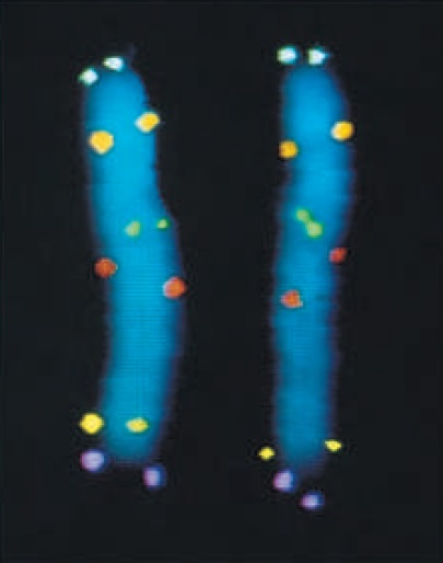 تکنیک FISH؛ هیبریداسیون in situ به منظور تعیین موقعیت ژن‌ها در کروموزوم‌های استخراج‌شده به کار می‌رود. در اینجا از ۶ پروب DNA متفاوت برای علامت‌گذاری توالی مکملشان در کروموزوم شماره ۵ انسانی، هم نسخه پدری و هم نسه مادری، استفاده شده‌ و این کروموزوم‌ها متعلق به مرحله متافاز سلولی در حال میتوز می‌باشند. هر کدام از این پروب‌ها با مواد مختلفی نشانه‌گذاری و برای شناسایی آن‌ها از آنتی‌بادی‌های فلوئوروسنت اختصاصی آن مواد استفاده شده ‌است. ابتدا کروموزوم‌ها دناتوره می‌شود تا پروب ها بتوانند با توالی مکملشان جفت شوند. از آن‌جایی که سلول در حال میتوز بوده و DNA آن همانندسازی‌شده است، هر کدام از پروب بر روی کروموزوم‌ها دو نقطه ایجاد کرده اند. تکنیک FISH | پروب | Fluorescent in situ hybridization | سیتوژنتیک | فلوروکروم‌ | میکروسکوپ‌های فلورسنت | پروب‌های سنترومریک | تشخیص سندروم‌های آنوپلوئیدی | بیوتکنولوژی | ژنتیک | زیست | بیوتک | استخدامی بیوتکنولوژی | مهندسی ژنتیک | داروسازی | کنکور | آزمایشگاه | استخدامی | نانو | نانوتکنولوژی |سعید کارگر | تلگرام | بیوانفورماتیک | میکروبیولوژی | زیست فناوری | تراریخته | آزمایشگاه | کنگره | همایش |genetic | استخدامی | کریسپر | crispr | biotechnology | microbiology | biology | biochemestry | molecularbiology | nanobiotechnology | microbiology