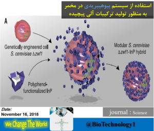 سیستم بیوهیبریدی در مخمر | بیوهیبرید | شیکیمیک اسید | داروسازی | ایندیوم فسفید | Light-driven fine chemical production in yeast biohybrids (bio-engineering.ir) | بیوتکنولوژی | زیست فناوری | مهندسی علوم زیستی | زیست شناسی | بیولوژی