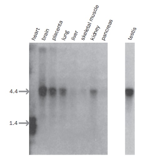 تکنیک نوردن بلاتینگ | Northern Blotting | تصویر ۱ . هیبریداسیون Northern blotting ؛ در تکنیک Northern blotting از RNA توتال و یا mRNA های خالص شده از بافت‌ها و سلول‌های موردنظر استفاده می‌شود. RNAهای استخراج‌شده توسط الکتروفورز و بر اساس اندازه از یکدیگر تفکیک، به غشا منتقل و با پروب نوکلئیک اسیدی لیبل‌شده مناسب، هیبرید می‌شوند. در این مورد، پروب، یک cDNA لیبل‌شده از ژن FMR1 است. نتایج نشان‌دهنده مقایسه بیان FMR1 در بافت‌های مختلف می‌باشد: بیشترین میان بیان در مغز و کمترین آن در بیضه مشاهده شده است. همچنین بیان ژن در جفت، ریه و کلیه کاهش پیدا کرده و در کبد، عضلات اسکلتی و پانکراس، تقریبا غیرقابل ردیابی است. | ٬ مبانی بیوانفورماتیک . بیوانفورماتیک چیست . رشته بیو انفورماتیک . بیوانفورماتیک pdf . بیوانفورماتیک در ایران . رشته بیوانفورماتیک در ایران . بیوانفورماتیک به زبان ساده . نرم افزارهای بیوانفورماتیک . کاربرد بیوانفورماتیک در بیوتکنولوژی ٬ مبانی بیوانفورماتیک . طراحی دارو چیست . کارگاه طراحی دارو ٬ . آموزش طراحی دارو ٬ طراحی واکسن ٬ نرم افزار های طراحی دارو ٬ طراحی دارو با کامپیوتر ٬ کتاب طراحی دارو ٬ بیوانفورماتیک pdf ٬ دانلود کتاب بیوانفورماتیک به زبان ساده فارسی . دانلود کتاب بیوانفورماتیک . دانلود رایگان کتاب بیوانفورماتیک به زبان فارسی . آموزش بیوانفورماتیک . بیوانفورماتیک دانشگاه تهران . نرم افزارهای بیوانفورماتیک . سعید کارگر . انجمن بیوتکنولوژی . بیوتکنولوژی . ارشد بیوتکنولوژی . دکترای بیوتکنولوژی . بازار کار بیوتکنولوژی ٬ بیوتکنولوژی حیوانات . بیوتکنولوژی دارویی . رتبه لازم برای بیوتکنولوژی . بیوتکنولوژی دانشگاه تهران . بیوتکنولوژی مهندسی شیمی . بیوتکنولوژی میکروبی . بیوتکنولوژی پزشکی . بیوتکنولوژی چیست . بیوتکنولوژی گیاهی . زیست فناوری . زیست فن آوری . مهندسی علوم زیستی . دانشگاه تهران . کارنامه ارشد بیوتکنولوژی پزشکی . کریسپر . متاژنومیکس . بیومارکر . تراریخته . ترانس ژنیک ٬ ترانسژنیک٬ اینستاگرام بیوتکنولوژی٬ کانال تلگرامی بیوتکنولوژی٬ گروه تلگرامی بیوتکنولوژی ٬ کانال بیوتکنولوژی دانشگاه تهران ٬ فلورسنس ٬ فلوسایتومتری ٬ مهندسی ژنتیک ٬ میکروارگانیسم ٬ میکروبیوم ٬ پیگمنت ٬ ژن درمانی ٬ ژن گزارشگر ٬ فلورسنت ٬ باکتری٬ آنتی بادی منوکلونال ٬ آلزایمر٬ سرطان ٬ ترانسژنیک ٬ ابریشم ٬ پروموتور ٬ حشرات سایبورگ ٬ بیونیک سنتتیک بیولوژی ٬ CRISPR، crispr چیست؟، pre-crRNA، spacer، تکنیک کریسپر، روش crispr، ساختار ژنی کریسپر، سیستم CRISPR/Cas، سیستم ویرایش ژنومی کریسپر/Cas، فناوری کریسپر، کریسپر، کریسپر pdf، کریسپر چیست؟، کریسپر+ppt، کمپلکس Cas، مکانیسم کریسپر، نقش سیستم کریسپر/Casدر باکتری ٬ بیوتکنولوژی دانش آموزی٬ بازار کار بیوتکنولوژی ٬ بیوتکنولوژی دانشگاه تهران ٬ بیوتکنولوژی ارشد ٬ تعریف بیوتکنولوژی ٬ بیوتکنولوژی چیست ٬ رتبه لازم برای بیوتکنولوژی ٬ بیوتکنولوژی پزشکی ٬ بیوتکنولوژی میکروبی ٬ زیست فناوری به زبان ساده ٬ کاربرد زیست فناوری ٬ رشته زیست فناوری ٬ داروهای زیست فناوری ٬ جشنواره زیست فناوری ٬ زیست فناوری کشاورزی ٬ الفبای زیست فناوری چیست ٬ زیست فناوری پزشکی چیست ٬ زیست شناسی چیست ٬ تحقیق زیست شناسی ٬ معنی زیست شناسی ٬ نام دیگر زیست شناسی ٬ زیست شناسی کنکور ٬ زیست شناسی دبیرستان ٬ روز جهانی زیست شناسی ٬ رشته زیست شناسی ٬ بیوتکنولوژی دارویی ٬ مقاله بیوتکنولوژی دارویی ٬ منابع دکتری بیوتکنولوژی دارویی وزارت بهداشت ٬ بازار کار بیوتکنولوژی دارویی ٬ بیوتکنولوژی دارویی دانشگاه تهران ٬ منابع آزمون دکتری بیوتکنولوژی دارویی ٬ ارشد زیست فناوری دارویی ٬ بیوتکنولوژی دارویی انستیتو پاستور ٬٬ بیوتکنولوژی میکروبی چیست ٬ بازار کار رشته بیوتکنولوژی میکروبی ٬ دکتری بیوتکنولوژی میکروبی ٬ منابع کارشناسی ارشد بیوتکنولوژی میکروبی ٬ دروس دکتری بیوتکنولوژی میکروبی ٬ زیست فناوری گرایش صنعت و محیط زیست ٬ رشته بیوتکنولوژی در مقطع کارشناسی ارشد ٬ کتاب بیوتکنولوژی میکروبی ٬ بازار کار بیوتکنولوژی پزشکی ٬ بیوتکنولوژی پزشکی دانشگاه تهران ٬ بازار کار دکتری بیوتکنولوژی پزشکی ٬ دروس ارشد بیوتکنولوژی پزشکی ٬ کارشناسی ارشد بیوتکنولوژی پزشکی دانشگاه آزاد ٬ ظرفیت ارشد بیوتکنولوژی پزشکی ٬ رتبه لازم برای رشته بیوتکنولوژی ٬ کارشناسی زیست فناوری ٬بیوتکنولوژی کشاورزی چیست؟ ٬ بیوتکنولوژی کشاورزی استخدام ٬ بازار کار بیوتکنولوژی کشاورزی ٬ گرایش های دکتری بیوتکنولوژی کشاورزی ٬ ارشد بیوتکنولوژی کشاورزی ٬ پژوهشکده بیوتکنولوژی کشاورزی اصفهان ٬ دروس ارشد بیوتکنولوژی کشاورزی ٬ پژوهشکده بیوتکنولوژی کشاورزی ایران ٬٬ پژوهشکده بیوتکنولوژی کشاورزی کرج ٬ آدرس پژوهشکده بیوتکنولوژی کشاورزی کرج ٬ پژوهشکده بیوتکنولوژی کشاورزی شمال کشور ٬ پژوهشکده بیوتکنولوژی کشاورزی اصفهان ٬ بیوتکنولوژی گیاهی چیست ٬ پژوهشکده بیوتکنولوژی رشت ٬ پژوهشکده زیست فناوری گیاهی ٬ پژوهشگاه ملی ژنتیک و زیست فناوری ٬