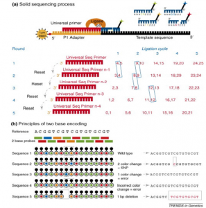 تکنولوژی توالی یابی | Sequencing by oligonucleotide Ligation and detection | سیستم توالی یابی ۴۵۴ | Sequencing by ligation | آداپتور | Emulsion PCR | تعیین توالی | اکتامر | فلورسنت Sequencing error | توالی یابی چیست | تکنیک توالی یابی | sequencing | تکنیک‌های توالی یابی ژنوم | تکینک توالی یابی Sanger | توالی یابی DNA | تکنیک‌های توالی یابی نسل جدید | Next generation sequencing | توالی یابی نسل جدید | توالی یابی ۴۵۴ | توالی یابی Illumina | توالی یابی نسل سوم | تعیین توالی چیست | توالی یابی پایرو | روش های توالی یابی ژنوم | توالی یابی پروتئین | نسل جدید توالی یابی dna | توالی یابی rna | روش توالی یابی سنگر | تکنیک توالی یابی Sanger | تکنیک توالی یابی نسل جدید | تکنیک توالی یابی ۴۵۴ | تکنیک توالی یابی Illumina | تکنیک توالی یابی نسل سوم | مبانی بیوانفورماتیک . بیوانفورماتیک چیست . رشته بیو انفورماتیک . بیوانفورماتیک pdf . بیوانفورماتیک در ایران . رشته بیوانفورماتیک در ایران . بیوانفورماتیک به زبان ساده . نرم افزارهای بیوانفورماتیک . کاربرد بیوانفورماتیک در بیوتکنولوژی ٬ مبانی بیوانفورماتیک . طراحی دارو چیست . کارگاه طراحی دارو ٬ . آموزش طراحی دارو ٬ طراحی واکسن ٬ نرم افزار های طراحی دارو ٬ طراحی دارو با کامپیوتر ٬ کتاب طراحی دارو ٬ بیوانفورماتیک pdf ٬ دانلود کتاب بیوانفورماتیک به زبان ساده فارسی . دانلود کتاب بیوانفورماتیک . دانلود رایگان کتاب بیوانفورماتیک به زبان فارسی . آموزش بیوانفورماتیک . بیوانفورماتیک دانشگاه تهران . نرم افزارهای بیوانفورماتیک . سعید کارگر