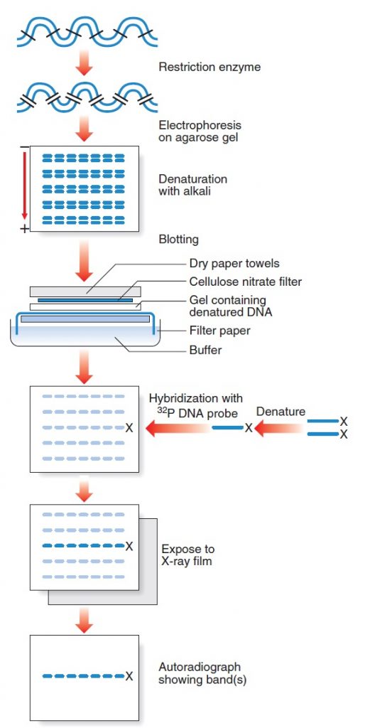 تکنیک نوردن بلاتینگ | Northern Blotting | تصویر ۲ . نمودار تکنیک Southern blot؛ این نمودار نشاندهنده تفکیک قطعات DNA بر اساس اندازه توسط الکتروفورز، دناتوراسیون مولکولهای DNA دورشتهای و تبدیل آنها به مولکولهای تکرشتهای، انتقال مولکولها به فیلتر نیتروسلولزی و هیبریداسیون آنها با پروبهای DNA لیبلشده با ۳۲P میباشد.