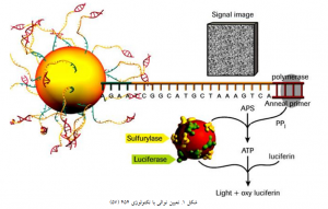 توالی یابی چیست | تکنیک توالی یابی | sequencing | تکنیک‌های توالی یابی ژنوم | تکینک توالی یابی Sanger | توالی یابی DNA | تکنیک‌های توالی یابی نسل جدید | Next generation sequencing | توالی یابی نسل جدید | توالی یابی ۴۵۴ | توالی یابی Illumina | توالی یابی نسل سوم | تعیین توالی چیست | توالی یابی پایرو | روش های توالی یابی ژنوم | توالی یابی پروتئین | نسل جدید توالی یابی dna | توالی یابی rna | روش توالی یابی سنگر | تکنیک توالی یابی Sanger | تکنیک توالی یابی نسل جدید | تکنیک توالی یابی ۴۵۴ | تکنیک توالی یابی Illumina | تکنیک توالی یابی نسل سوم | مبانی بیوانفورماتیک . بیوانفورماتیک چیست . رشته بیو انفورماتیک . بیوانفورماتیک pdf . بیوانفورماتیک در ایران . رشته بیوانفورماتیک در ایران . بیوانفورماتیک به زبان ساده . نرم افزارهای بیوانفورماتیک . کاربرد بیوانفورماتیک در بیوتکنولوژی ٬ مبانی بیوانفورماتیک . طراحی دارو چیست . کارگاه طراحی دارو ٬ . آموزش طراحی دارو ٬ طراحی واکسن ٬ نرم افزار های طراحی دارو ٬ طراحی دارو با کامپیوتر ٬ کتاب طراحی دارو ٬ بیوانفورماتیک pdf ٬ دانلود کتاب بیوانفورماتیک به زبان ساده فارسی . دانلود کتاب بیوانفورماتیک . دانلود رایگان کتاب بیوانفورماتیک به زبان فارسی . آموزش بیوانفورماتیک . بیوانفورماتیک دانشگاه تهران . نرم افزارهای بیوانفورماتیک . سعید کارگر