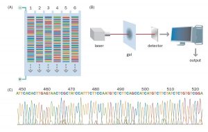 تصویر ۴ . ماشین‌های کاملا اتوماتیک می‌توانند واکنش‌های توالی یابی دی دئوکسی را انجام دهند. در این تکنیک‌ها dNTPهای نرمال در مقادیر بالا به همراه مخلوطی از چهار نوع ddNTP مورد استفاده قرار می‌گیرند. چهار رنگ فلورسنت جداگانه به عنوان لیبل در واکنش‌های اختصاصی باز استفاده می‌شوند. لیبل‌ها می‌توانند به ddNTP اختصاصی باز اتصال یابند و یا اینکه به پرایمر متصل شوند و چهار نوع پرایمر متفاوت که چهار واکنش را از هم تمایز می‌دهند را داشته باشیم. نمونه‌های حاوی هر چهار واکنش توالی یابی توسط الکتروفورز در ژل پلی آکریل آمید بر اساس اندازه از همدیگر جدا می‌شوند. در این تصویر قطعات در ژل slab و در حال مهاجرت به سمت پایین نشان داده شده‌اند. همزمان با مهاجرت قطعات به سمت پایین در حین الکتروفورز، پرتو لیزر بر روی نقطه ثابتی در ژل تابیده می‌شود و این کار باعث نشر رنگ فلورسنت از قطعات DNA در حال عبور از این نقطه می‌گردد. بیشترین فلورسنت هر کدام از رنگ‌ها در طول موج‌های مختلفی رخ می‌دهد. اطلاعات به صورت الکترونیک ضبط و توالی در یک دیتابیس کامپیوتری ذخیره می‌گردد. هر قله رنگی نشانگر یک نوکلئوتید در توالی DNA است | توالی یابی چیست | تکنیک توالی یابی | sequencing | تکنیک‌های توالی یابی ژنوم | تکینک توالی یابی Sanger | توالی یابی DNA | تکنیک‌های توالی یابی نسل جدید | Next generation sequencing | توالی یابی نسل جدید | توالی یابی ۴۵۴ | توالی یابی Illumina | توالی یابی نسل سوم | تعیین توالی چیست | توالی یابی پایرو | روش های توالی یابی ژنوم | توالی یابی پروتئین | نسل جدید توالی یابی dna | توالی یابی rna | روش توالی یابی سنگر | تکنیک توالی یابی Sanger | تکنیک توالی یابی نسل جدید | تکنیک توالی یابی ۴۵۴ | تکنیک توالی یابی Illumina | تکنیک توالی یابی نسل سوم | مبانی بیوانفورماتیک . بیوانفورماتیک چیست . رشته بیو انفورماتیک . بیوانفورماتیک pdf . بیوانفورماتیک در ایران . رشته بیوانفورماتیک در ایران . بیوانفورماتیک به زبان ساده . نرم افزارهای بیوانفورماتیک . کاربرد بیوانفورماتیک در بیوتکنولوژی ٬ مبانی بیوانفورماتیک . طراحی دارو چیست . کارگاه طراحی دارو ٬ . آموزش طراحی دارو ٬ طراحی واکسن ٬ نرم افزار های طراحی دارو ٬ طراحی دارو با کامپیوتر ٬ کتاب طراحی دارو ٬ بیوانفورماتیک pdf ٬ دانلود کتاب بیوانفورماتیک به زبان ساده فارسی . دانلود کتاب بیوانفورماتیک . دانلود رایگان کتاب بیوانفورماتیک به زبان فارسی . آموزش بیوانفورماتیک . بیوانفورماتیک دانشگاه تهران . نرم افزارهای بیوانفورماتیک . سعید کارگر