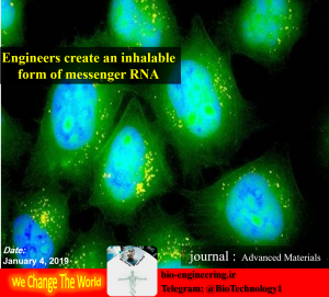 مهندسین یک فرم استنشاقی از mRNA خلق کردند محققان به منظور درمان بیماری های ریوی یک فرم استنشاقی از mRNA را طراحی کرده اند. این اسپری می تواند به طور مستقیم به ریه ها وارد بشود و به درمان بیماری هایی ریوی مانند فیبروز سیستیک کمک کند. شکل بالا سلول های اپیتلیال ریه را نشان میدهد که ذرات (زرد) را جذب کردند که mRNA کدکننده ی پروتئین فلورسنت سبز را، حمل می کنند. Engineers create an inhalable form of messenger RNA In an advance that could lead to new treatments for lung disease, researchers have now designed an inhalable form of mRNA. This aerosol could be administered directly to the lungs to help treat diseases such as cystic fibrosis, the researchers say. MIT researchers have designed inhalable particles that can deliver messenger RNA. These lung epithelial cells have taken up particles (yellow) that carry mRNA encoding green fluorescent protein