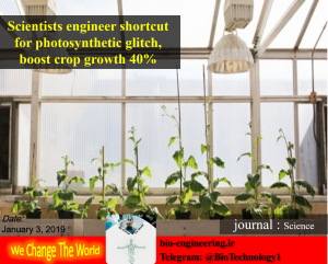 Scientists engineer shortcut for photosynthetic glitch, boost crop growth 40% |بیوتکنولوژی گیاهی | بیوتکنولوژی گیاهی pdf | بیوتکنولوژی گیاهی چیست | کتاب بیوتکنولوژی گیاهی | جزوه بیوتکنولوژی گیاهی | دانلود کتاب اصول بیوتکنولوژی گیاهی | بیوتکنولوژی پزشکی