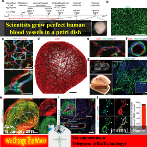 دانشمندان موفق شدند عروق خونی انسانی را درون یک ظرف پتری رشد دهند | عروق خونی انسانی | بیماریهای عروقی | organoids | عروق خونی دیابتی | دیابت | مدل دیابت |انواع دیابت | عوارض دیابت | درمان دیابت چیست? | درمان قطعی دیابت | عکس دیابت | چگونه بفهمیم دیابت داریم | دیابت چیست+مقاله | پیشگیری از دیابت