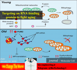 مبارزه با پیری از طریق هدف گیری یک RNA متصل شونده به پروتئین