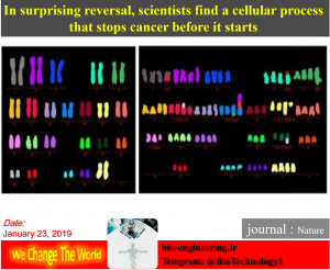 در کمال شگفتی، دانشمندان به فرایندی پی بردند که سرطان را قبل از آغاز آن متوقف می‌کند پروسه بازیابی سلولی که گمان برده می شود که عامل رشد سرطان است در واقع می‌تواند از آن پیش‌گیری نماید. | اتوفاژی | autophgy | جلوگیری از شروع سرطان | موسسه سالک | اتوفاژی | اتوفاژی و آپوپتوز | فرایند اتوفاژی چیست | سیستم اتوفاژی | تاریخچه اتوفاژی | هتروفاژی | تفاوت آپوپتوز و اتوفاژی | اتوفاژی در گیاهان | میتوفاژی | Autophagic cell death restricts chromosomal instability during replicative crisis