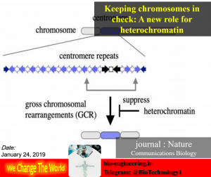 سرکوب بازآرایی کروموزومی : وظیفه جدید هتروکروماتین | A new role for heterochromatin | وظیفه جدید هتروکروماتین | توالی های کوتاه و تکراری DNA | بیوتکنولوژی | زیست فناوری | زیست شناسی | انجمن بیوتکنولوژی | ستاد زیست فناوری | بیوتکنولوژی گیاهی | بیوتکنولوژی پزشکی | بیوتکنولوژی دارویی | بیوتکنولوژی میکروبی | زیست فن | آریوژن | سیناژن | آروکو | دکتر مهبودی | دکتر هاله حامدی فر | سعید کارگر | استخدامی بیوتکنولوژی | وضعیت شغلی بیوتکنولوژی | آینده بیوتکنولوژی | بیوتکنولوژی | ژنتیک | زیست | بیوتک | استخدامی بیوتکنولوژی | مهندسی ژنتیک | داروسازی | کنکور | آزمایشگاه | استخدامی | نانو | نانوتکنولوژی |سعید کارگر | تلگرام | بیوانفورماتیک | میکروبیولوژی | زیست فناوری | تراریخته | آزمایشگاه | کنگره | همایش |genetic | استخدامی | کریسپر | crispr | biotechnology | microbiology | biology | biochemestry | molecularbiology | nanobiotechnology | microbiology