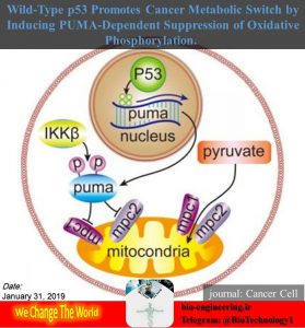 تناقضی بزرگ در مکانیسم سرطان; p53 پروتئینی که موجب گسترش بیماری می‌شود!! | ژﻥ TP53 ﻭ ﭘﺮﻭﺗﺌﻴﻦ P53 | پی۵۳ | نقش p53 در آپوپتوز و درمان سرطان | (PDF) پروتئین ۵۳: ساختمان، عملکرد و ژن‌درمانی | پژوهش های P53 و درمان سرطان